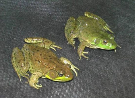 What's the difference?: Green frog vs. bullfrog